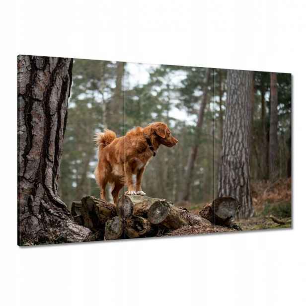 Obrazy 120x80 Pes Pejsek Psi