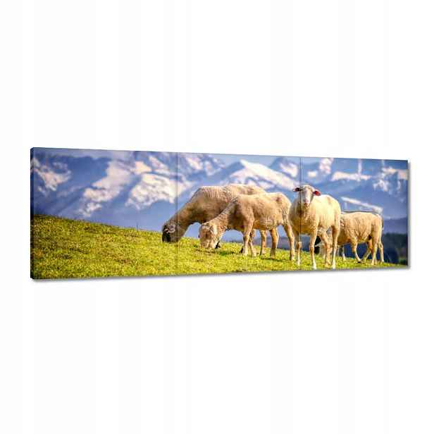 Obrazy 120x40 Výkrm ovcí Ovečky Ovce