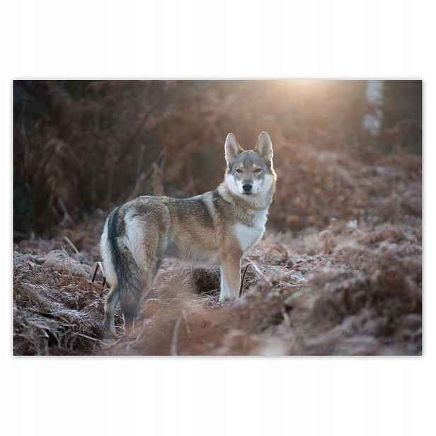 Fototapety 200x135 Majestátní vlk