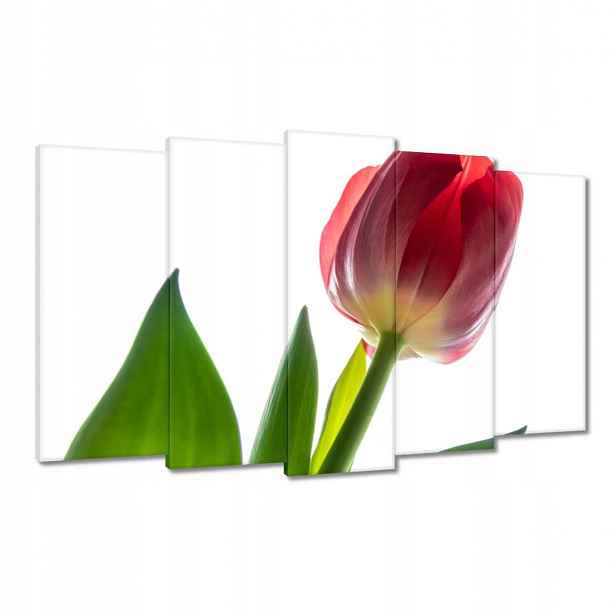 Obrazy 100x60 Červený tulipán Květina