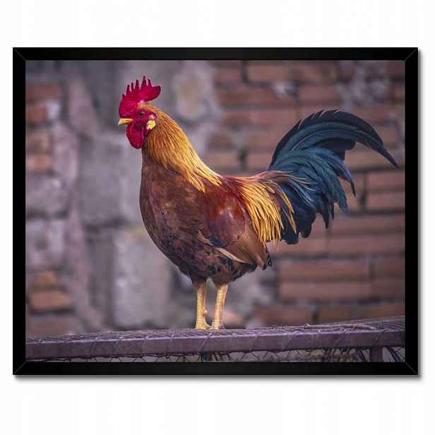 Plakáty v rámu 50x40 Kohout Skutečný bojovník