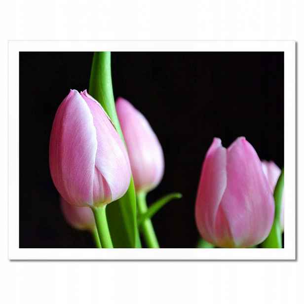 Plakáty v rámu 40x30 Fialové tulipány