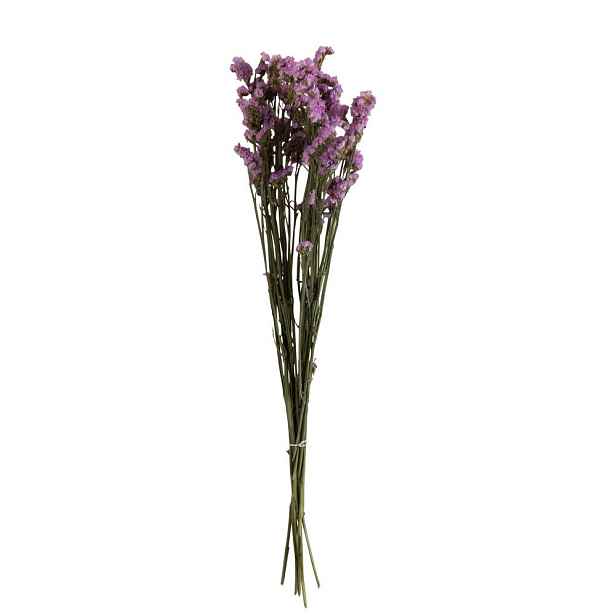 Sušený dekorativní trs statice - 13*5*69 cm J-Line by Jolipa