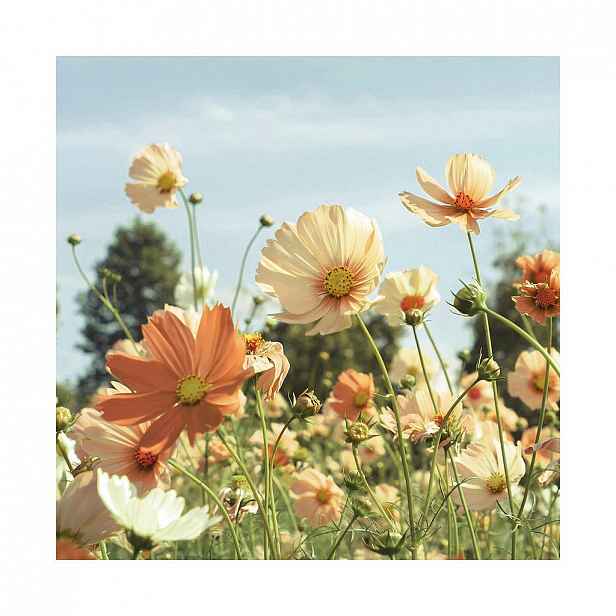 Monee Obraz Na Skle, Květiny, 30/30 Cm, - Skleněné obrazy - 0050900155