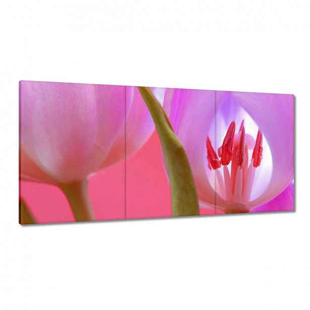 Obrazy 180x90 Růžový tulipán