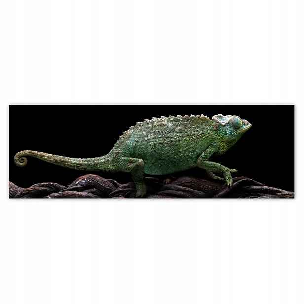 Plakáty 200x66 Dlouhý zelený chameleon
