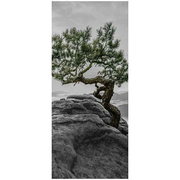Samolepka Fototapeta Osamělý strom v mlze Panorama Měřítko 91x211