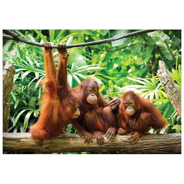 Vliesová fototapeta Orangutani v zeleném tropickém odstínu 312x219 lepidlo