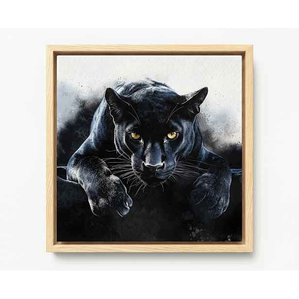 Obraz Rám Americká Krabička Příroda Portrét Černá Kočka Puma Dravec 50x50