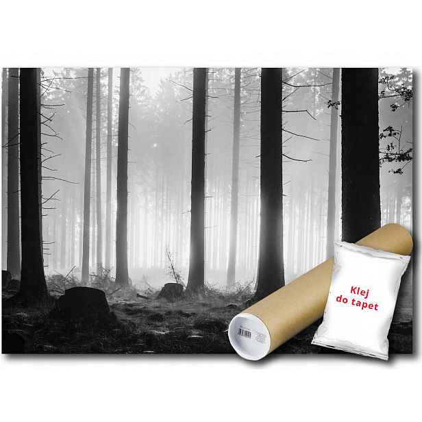 Vinylová Fototapeta Les Stromy Krajina Pohled B&w Příroda 312x219
