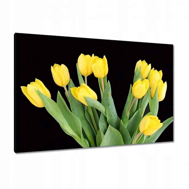 Obrazy 120x80 Žluté tulipány