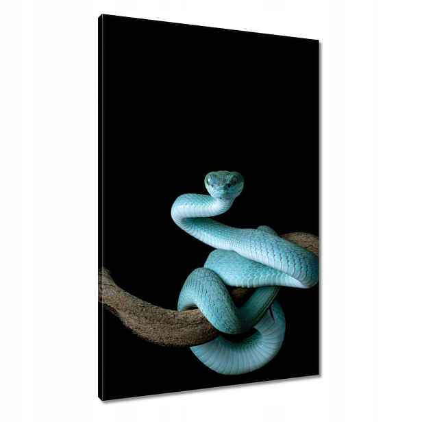 Obrazy 60x90 Modrý viper snake