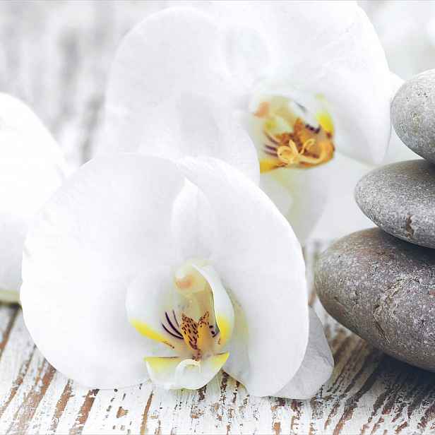 Monee Obraz Na Skle, Orchideje, Zen, Wellness, 30/30 Cm, - Skleněné obrazy - 0050900129