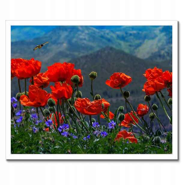 Plakáty v rámu 50x40 Červené máky Květiny