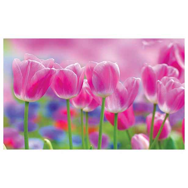 Fototapeta Růžové tulipány jarní magie na zdi 300x210 lepidlo