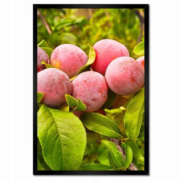 Plakáty v rámu 40x60 Lahodné švestky