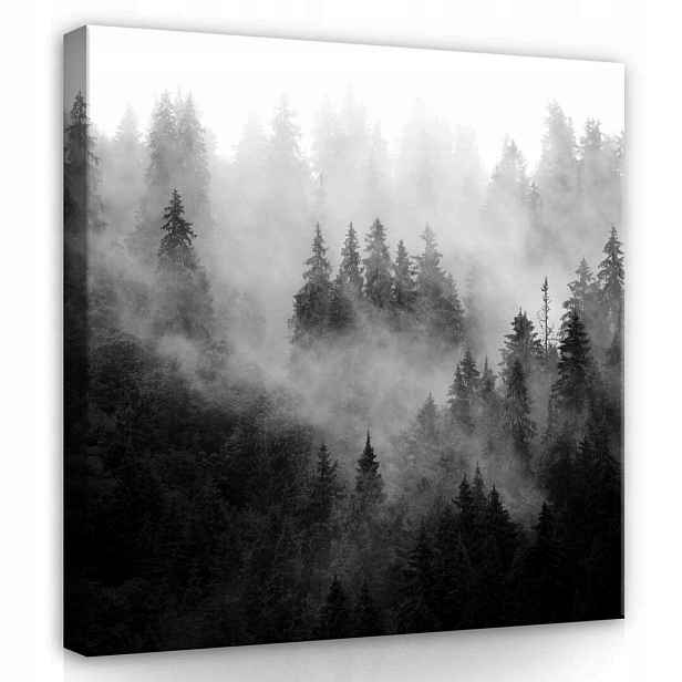 Obraz Na Plátně Canvas 80x80 Les Mlha Hory Pohled