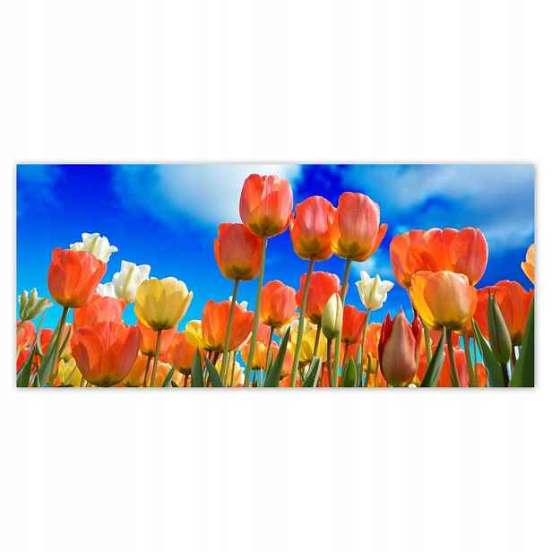 Fototapety 211x91 Barevné tulipány
