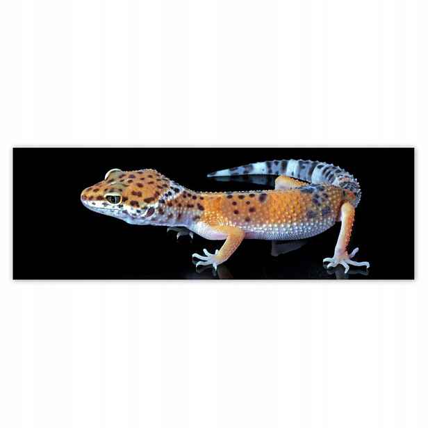 Plakáty 200x66 Gekon leopardí plazi