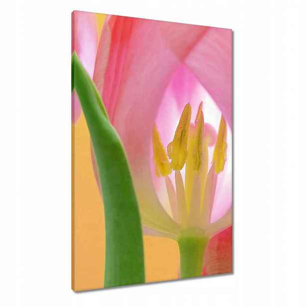 Obrazy 60x90 Růžové tulipány