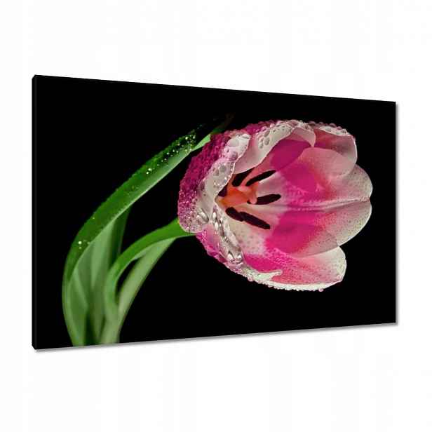 Obrazy 120x80 Růžový tulipán