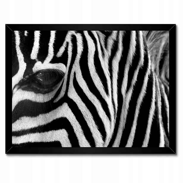 Plakáty v rámu 40x30 Černobílé pruhy Zebra