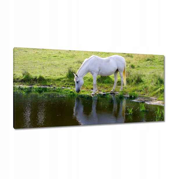 Obrazy 115x55 Bílý kůň