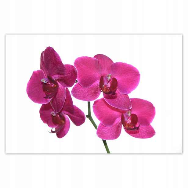 Plakáty 200x135 Fialový orchidej