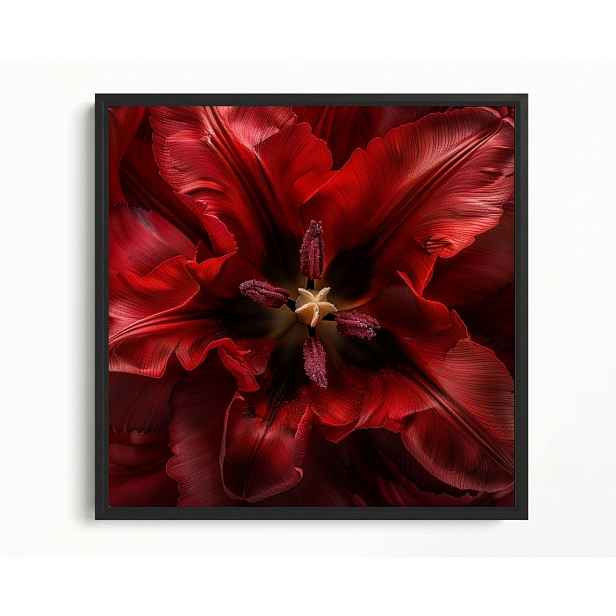 Obraz Rám Americký Box Makro Fotografie Květ Červený Tulipán 50x50