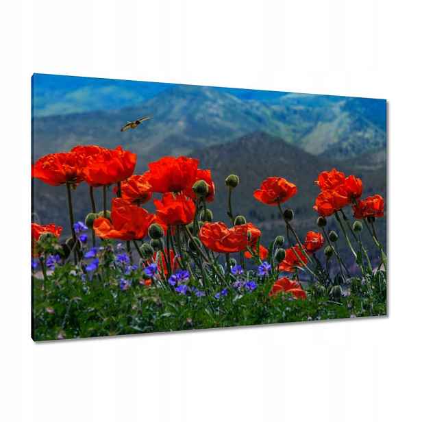 Obrazy 120x80 Červené máky Květiny