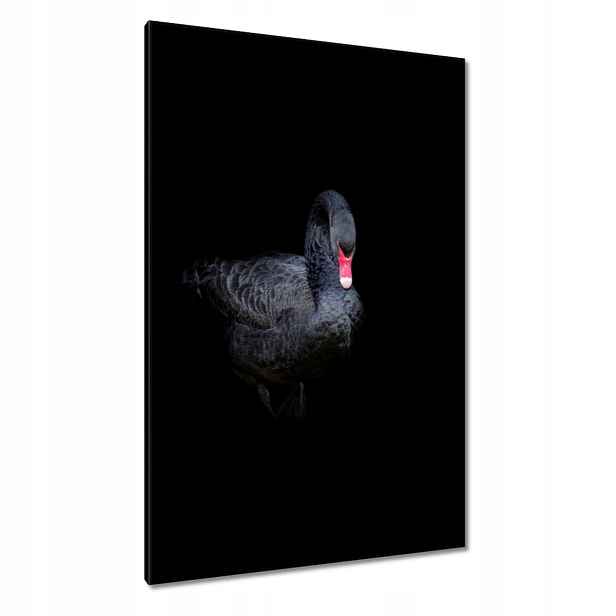 Obrazy 80x120 Krásná černá labuť
