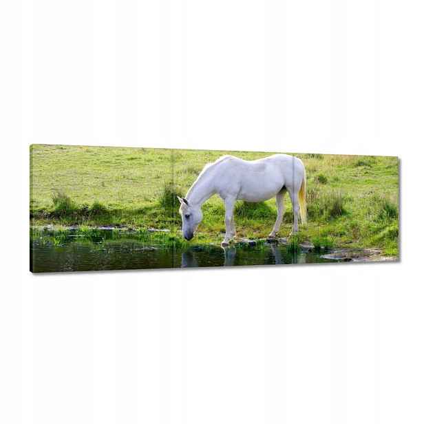 Obrazy 120x40 Bílý kůň