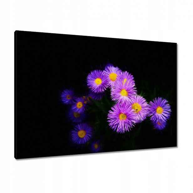 Obrazy 100x70 Fialové květy aster
