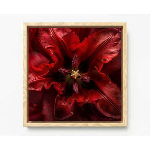 Obraz Rám Americký Box Makro Fotografie Květ Červený Tulipán 50x50