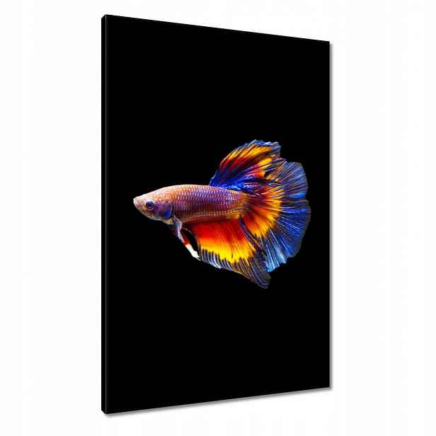 Obrazy 60x90 Bojové ryby černé pozadí