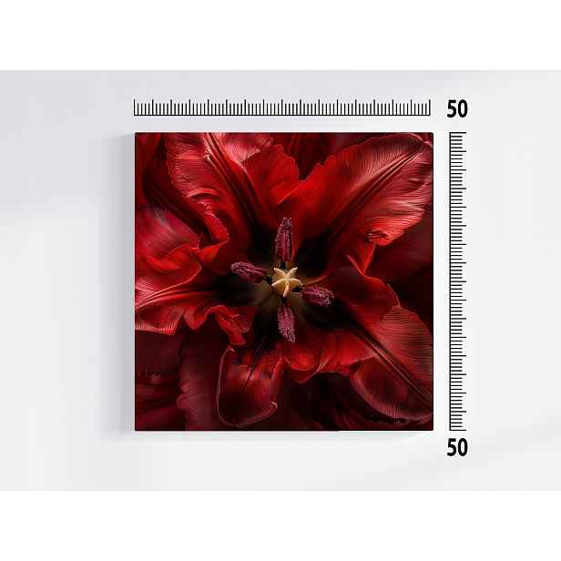 Obraz Na Plátně Canvas Makro Fotografie Květ Červený Tulipán 50x50