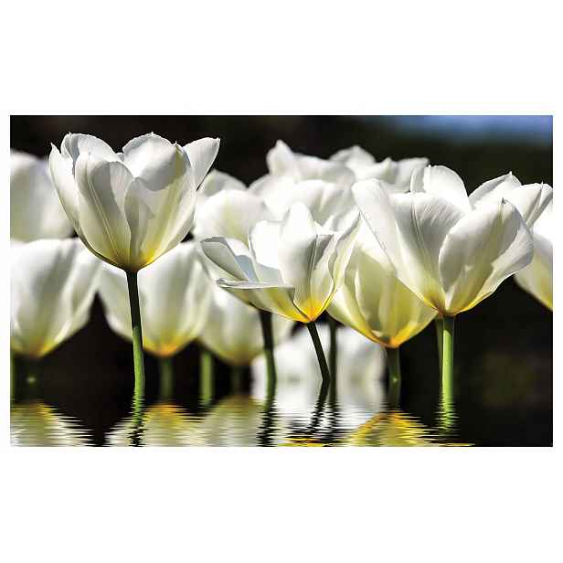 Fototapeta Bílé tulipány jemnost harmonie klid 368x254 lepidlo
