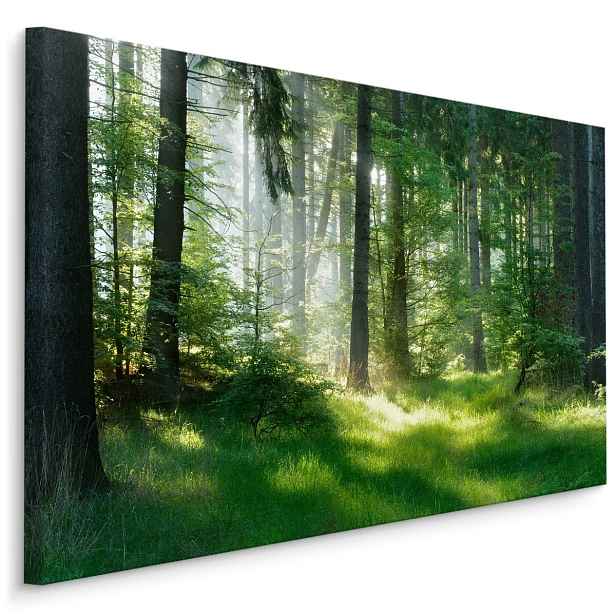 Plátno Ranní Slunce V Lese Varianta: 90x60