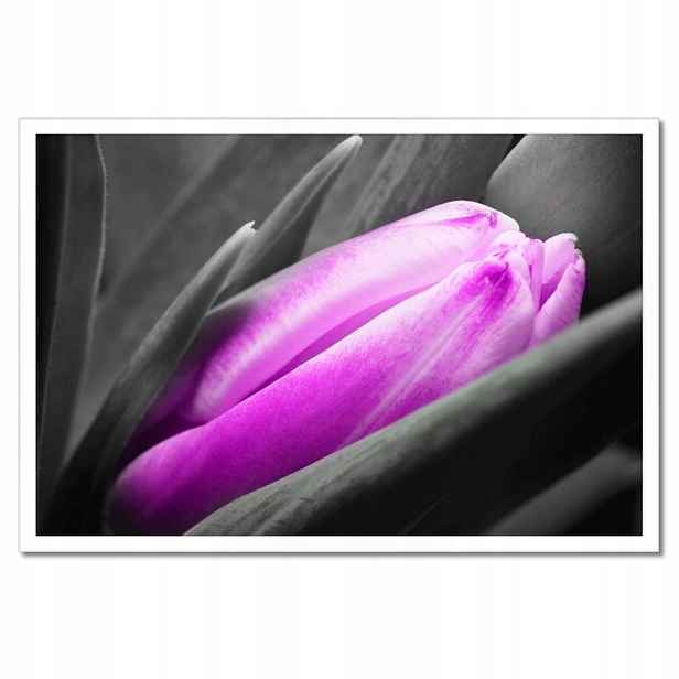 Plakáty v rámu 60x40 Fialový tulipán