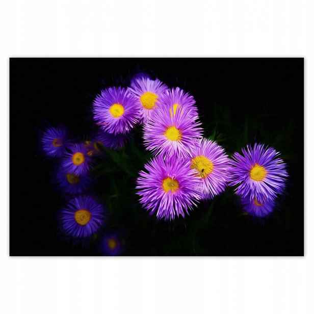 Plakáty 200x135 Fialové květy aster