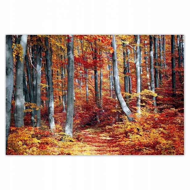Plakáty 200x135 Lesní krajina Pohled