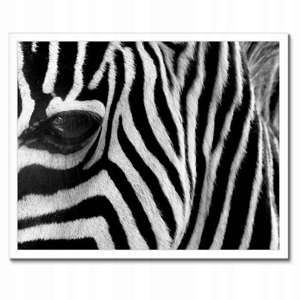 Plakáty v rámu 50x40 Černobílé pruhy Zebra
