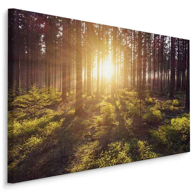 Plátno Sluneční Paprsky V Lese Varianta: 100x70