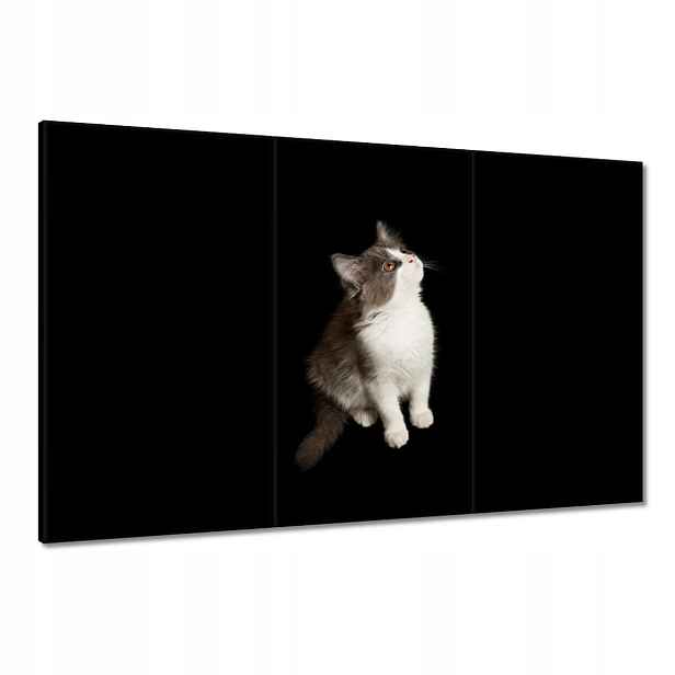 Obrazy 120x80 Roztomilé malé šedé kotě