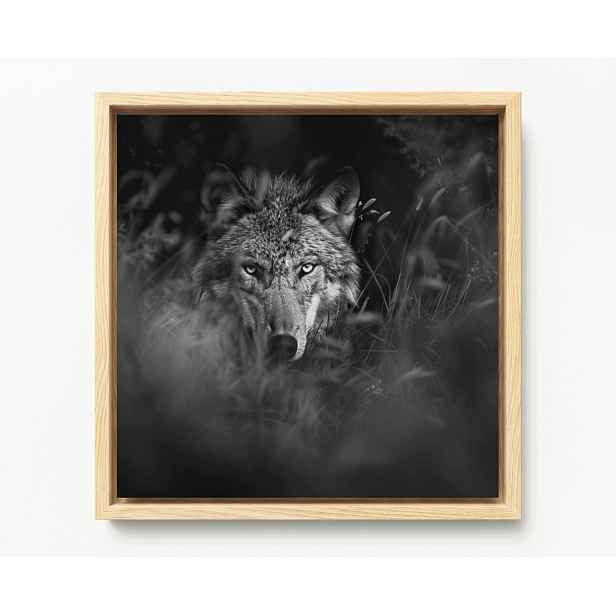 Obraz Rám Americký Box Fauna Příroda Šedý Vlk Portrét 60x60