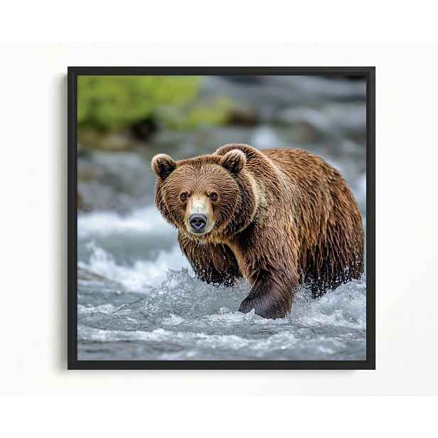 Obraz Rám Americký Box Foto Zvíře Medvěd Hnědý Medvídek Řeka 50x50