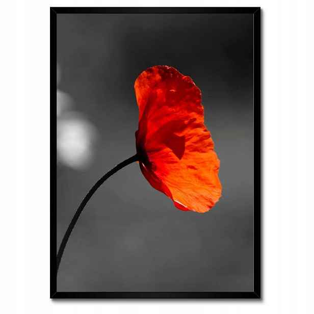 Plakáty v rámu 50x70 Rozkvetlý červený mák