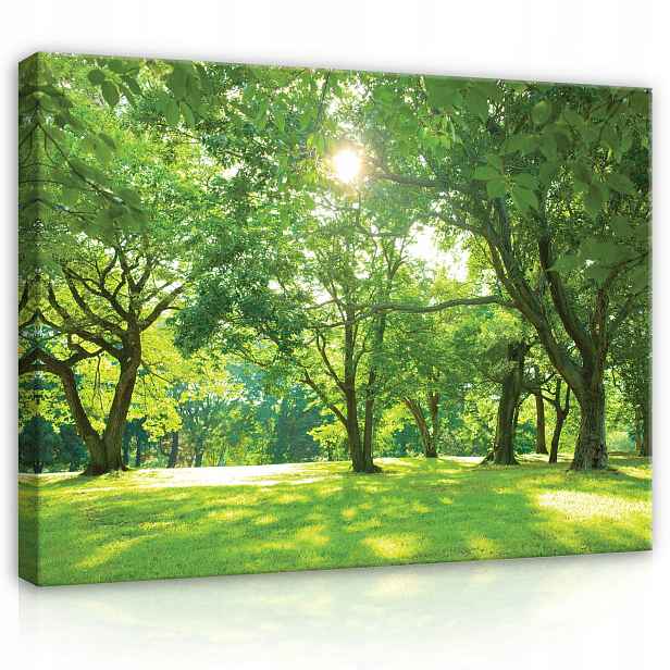 Obraz 100x75 Slunečný les zelený park letní den sluneční paprsky stín