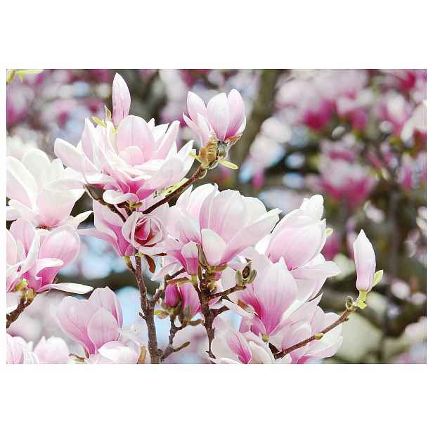Fototapeta Magnolie růžové květy do obývacího pokoje ložnice 200x140 lepidlo