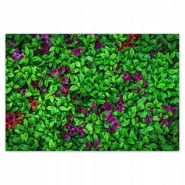 Plakáty 200x135 Azalia zahradní